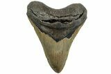Serrated, Fossil Megalodon Tooth - North Carolina #226466-1